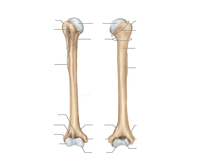 Label the Humerus — Printable Worksheet