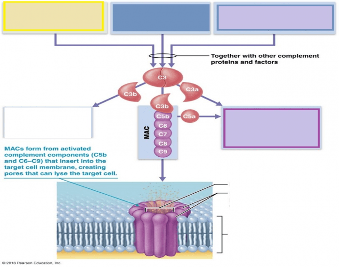Complement Pathways Quiz
