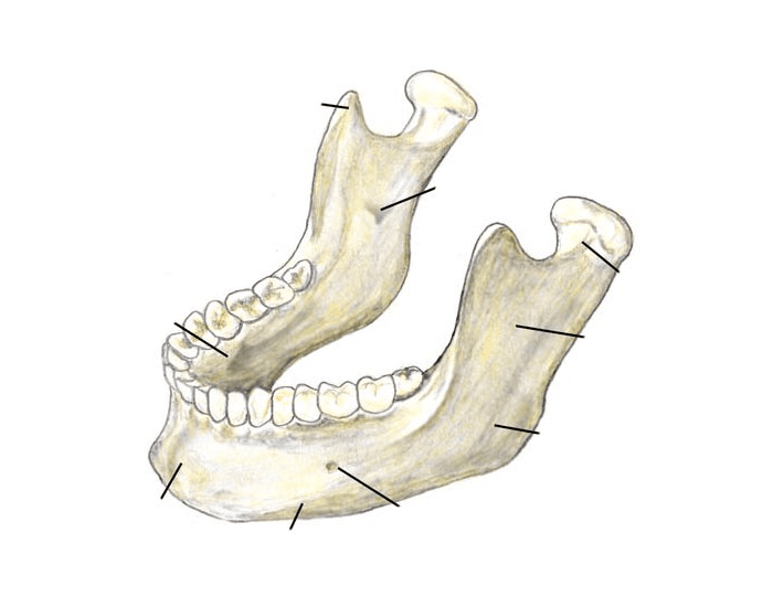mandible bone unlabeled