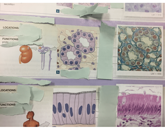 Label the Simple Cuboidal Epithelium Quiz