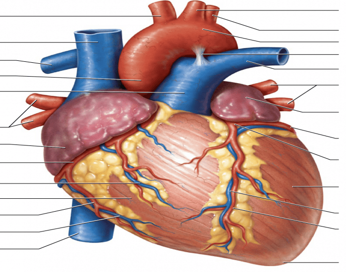 Purpose Games: Label the Heart Interactive for 9th - 10th Grade