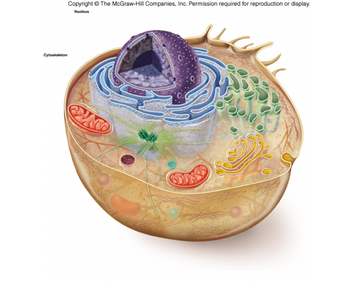 Label the Animal Cell Quiz Label the Animal Cell Quiz