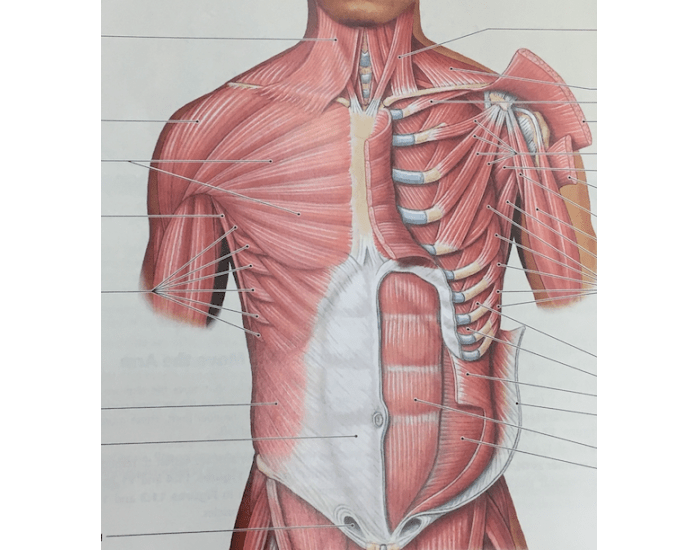 Deep Trunk deep muscles of the trunk — Printable Worksheet