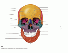 cranial bone markings 