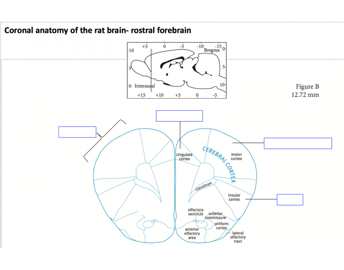What Is Rostral Rostral forebrain Rat anatomy — Printable Worksheet