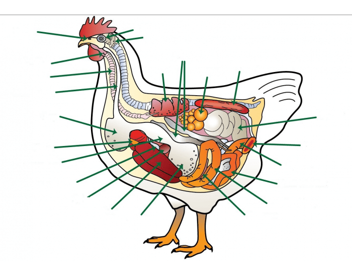 Bird Intestine Digestive System of Bird Quiz