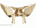 Posterior View of Sphenoid bone