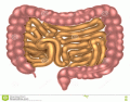 Label the Small and Large Intestine.