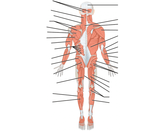 Posterior Muscle Identification Printable Worksheet