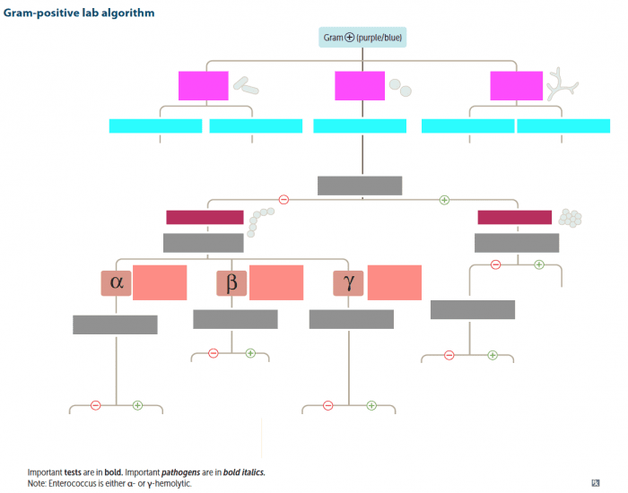 Gram Positive Lab Algorithm Quiz