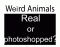 Weird Animals - Real or Photoshopped? Volume 1