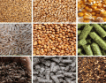 Types of Horse Feed