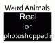 Weird Animals - Real or Photoshopped? Volume 2