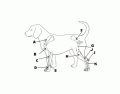 Dog Skeletal System