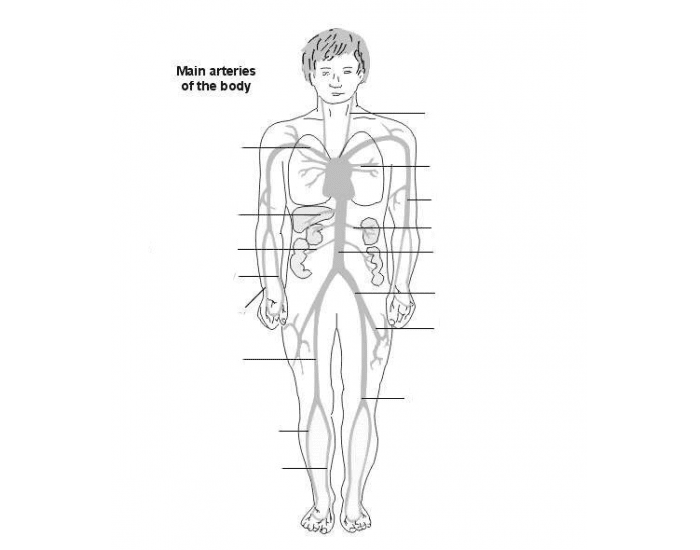 Main arteries in body Quiz