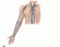 Veins of the thorax and right upper limb