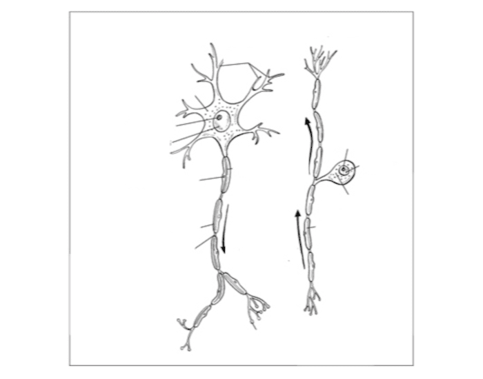 Motor Labelling Activity Motor and Sensory Neurons Labeling — Printable Worksheet