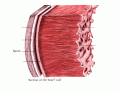 Layers of the Heart Muscle