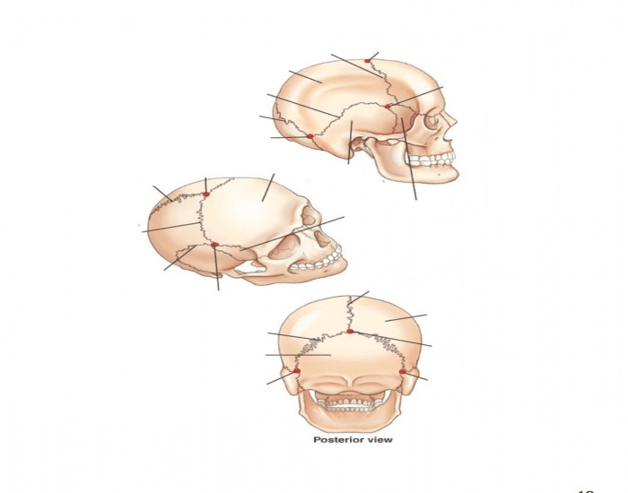 Cranial Suture And Junction Points — Printable Worksheet 6489