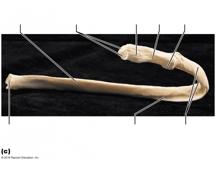 Rib bone markings — Printable Worksheet