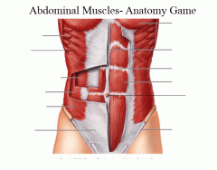 Abdominal muscles - Anatomy Game