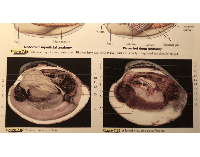 anatomy of the clam Quiz