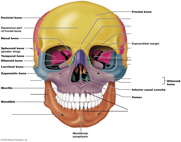 Master Axial Skeleton Anatomy with the Ultimate Quiz