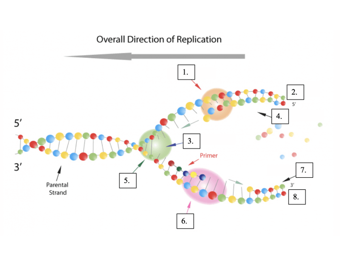 Dna Replication Test DNA Replication Quiz