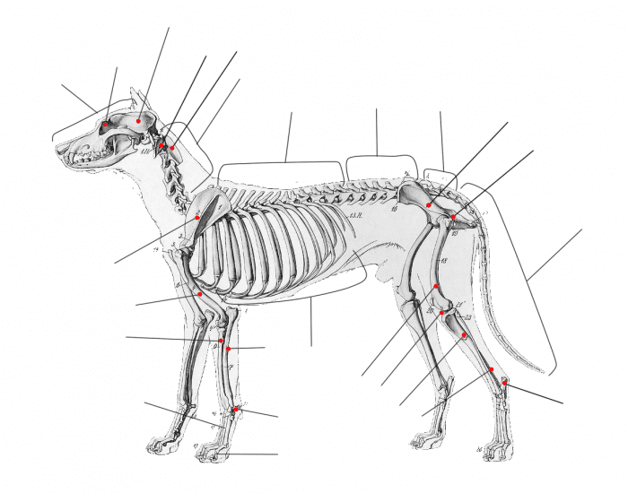 Dog Skeleton Anatomy Quiz