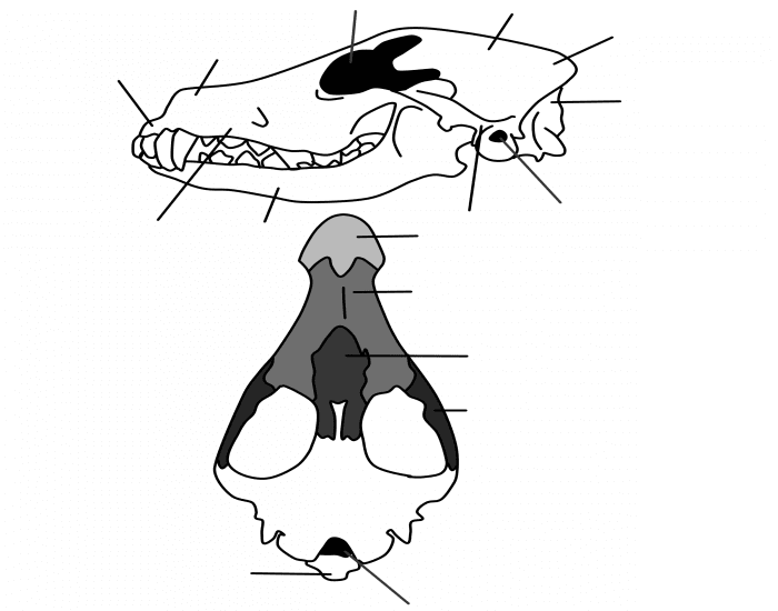 Dog Skull Bones Quiz