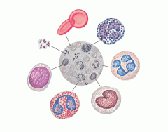 Types of Blood Cells