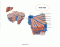 Portal Triad-Liver Anatomy