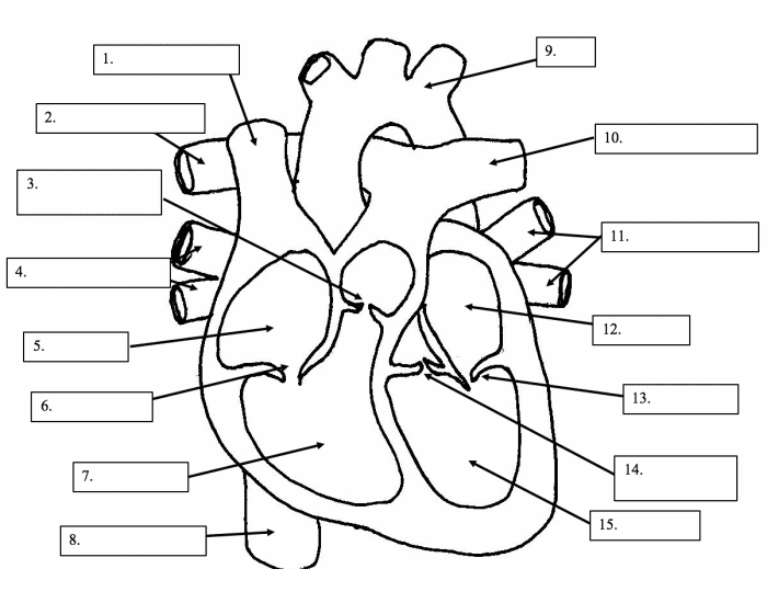 Heart Parts Quiz