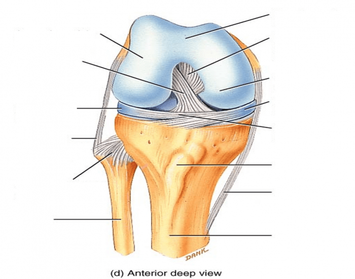 Anatomy of the Knee joint Quiz