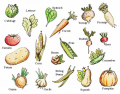 Vegetables Quiz English French
