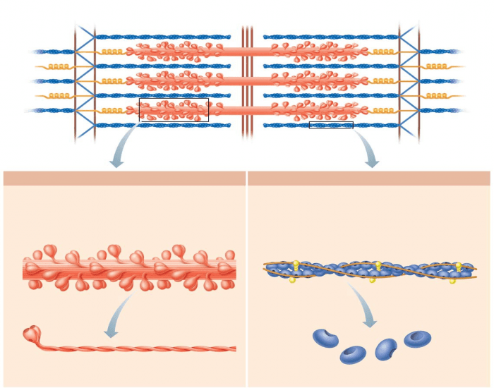 thick-and-thin-filaments-quiz