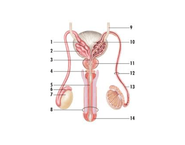 Male Reproductive System Quiz