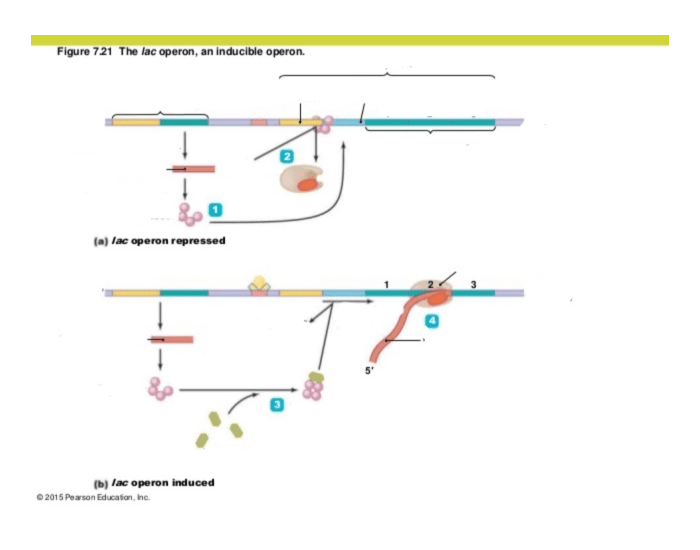 Lac Operon Induced Quiz