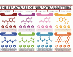 Structures of neurotransmitters