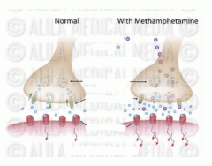 Meth and Neurotransmitters