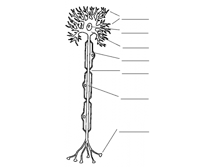Anatomy Neuron Quiz