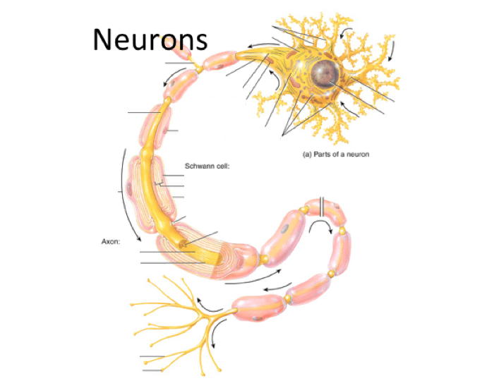 Parts of a Neuron Quiz