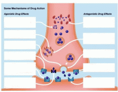 Mechanisms of Drug Action