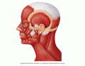 Facial Muscles Lateral View