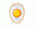 Egg Parts and Functions