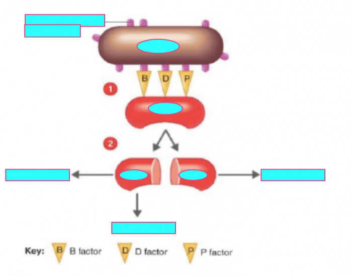 Alternate pathway of complement Quiz