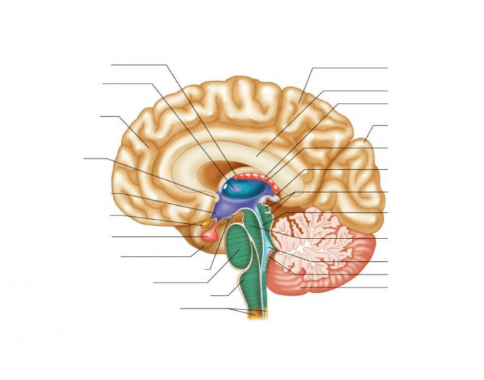 07.C Brain Functions Quiz