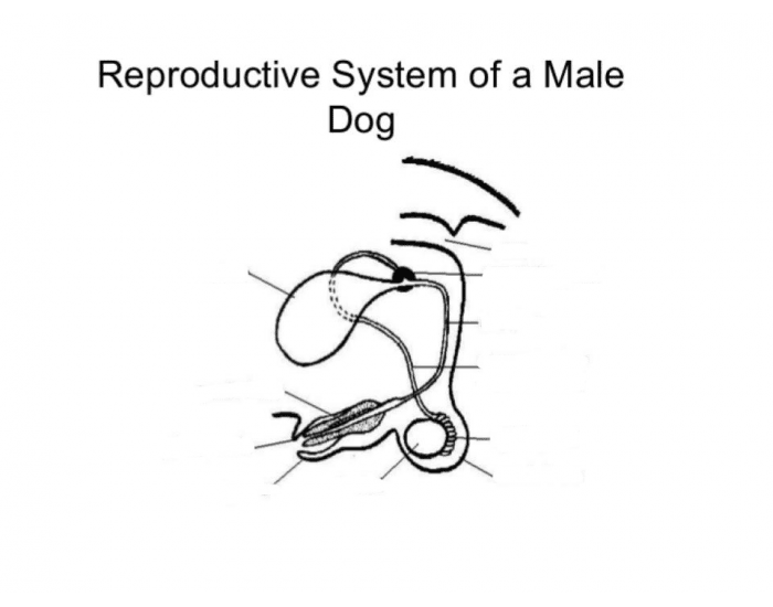 Male Puppy Reproductive System at Carmen Holbrook blog