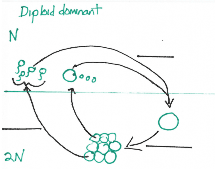 diploid-dominant-life-cycle-stages-and-processes-printable-worksheet