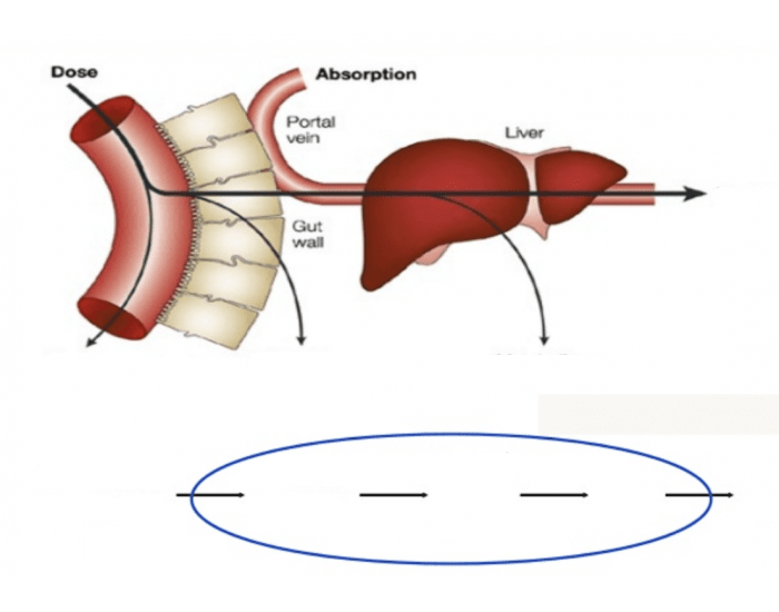 first-pass-metabolism-quiz